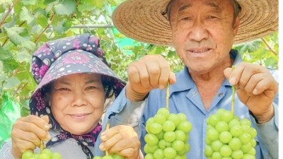 망고포도 1kg 선물용 샤인머스켓: 믿을 수 없는 가격에 놀라운 맛!